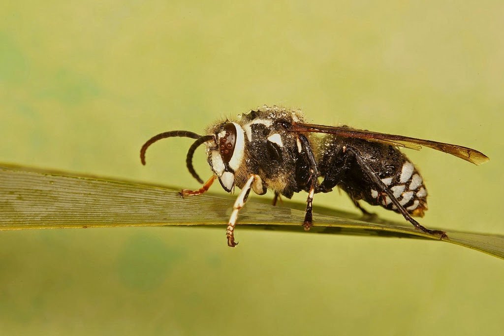 bald faced hornet sting