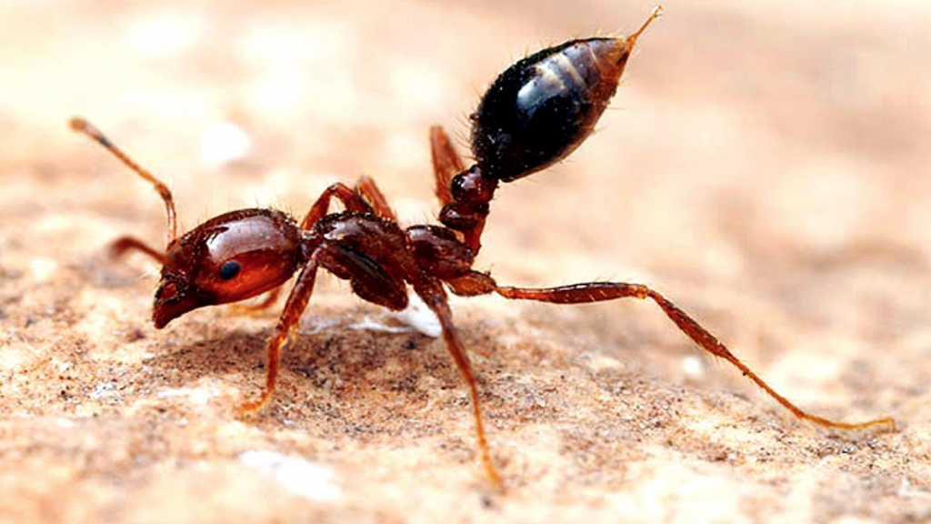 fire ant sting