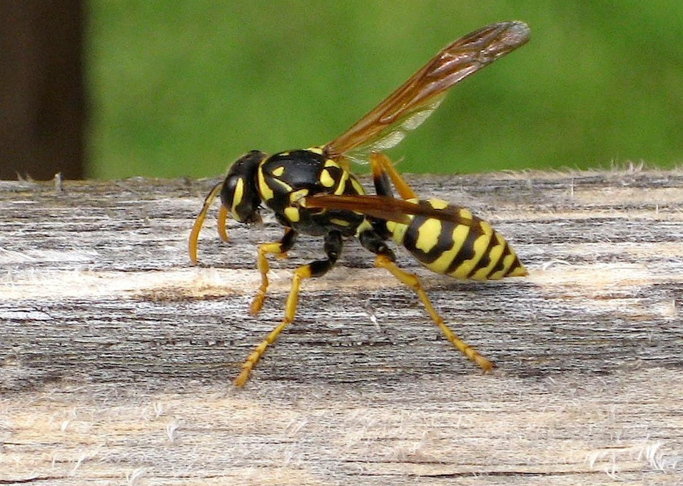 yellow jacket insect sting