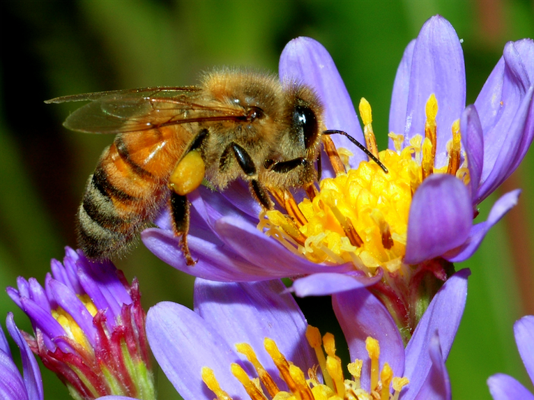 honey bee painful sting