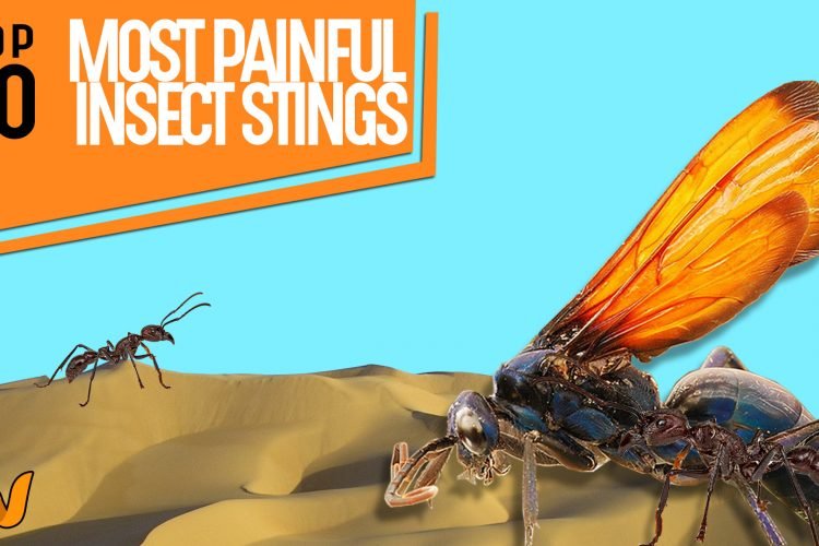 most painful insect stings image