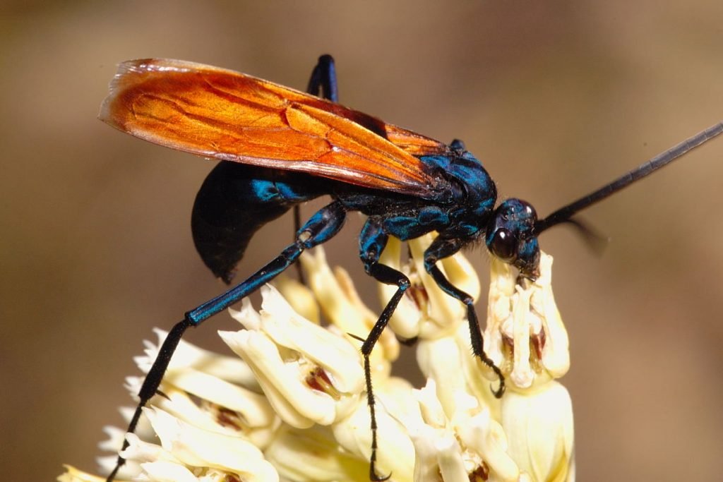 tarantula hawk painful sting