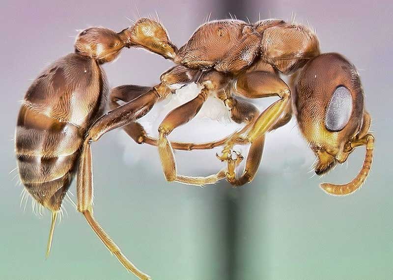 bullhorn acacia ant sting