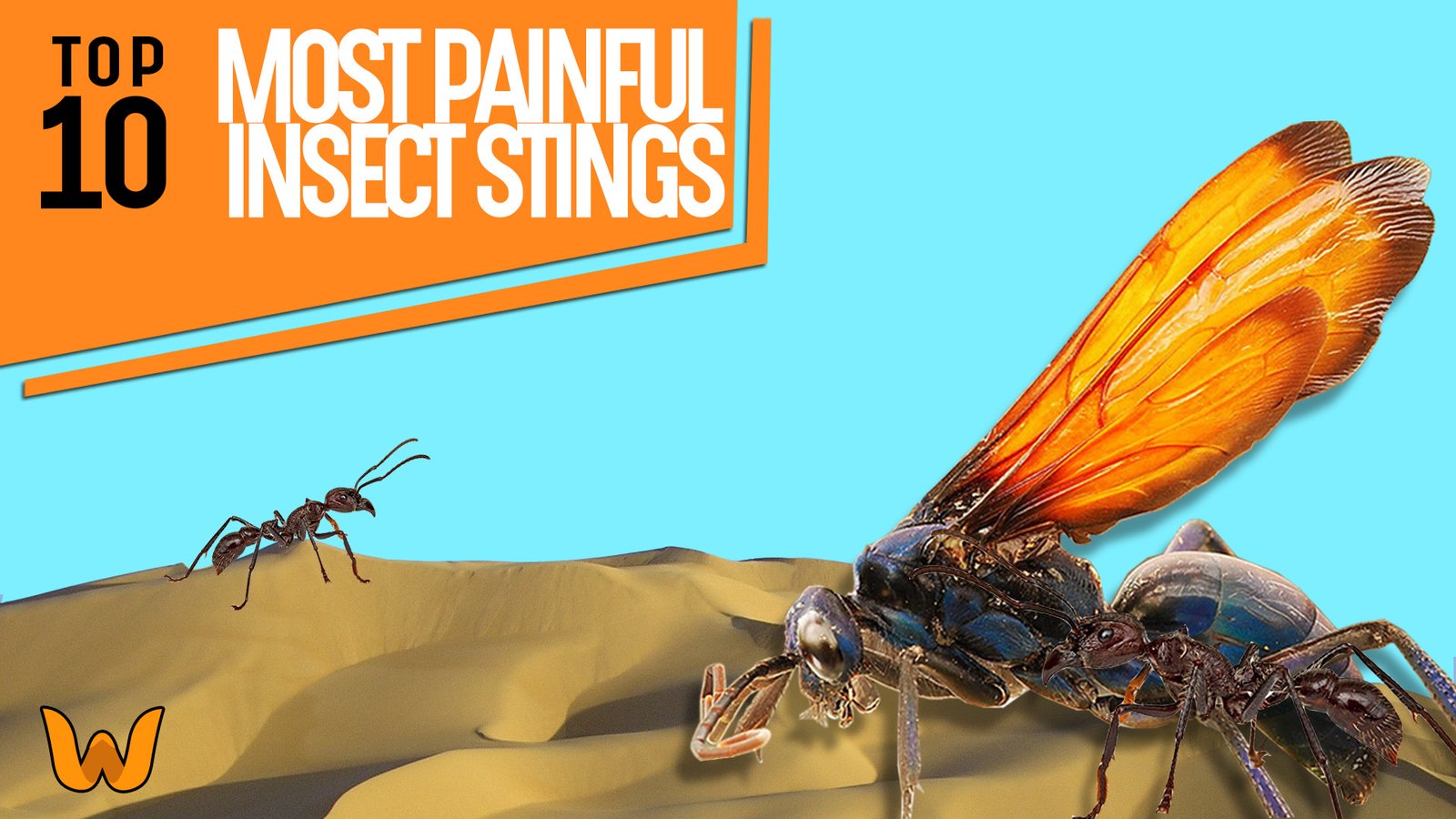 most painful insect stings image